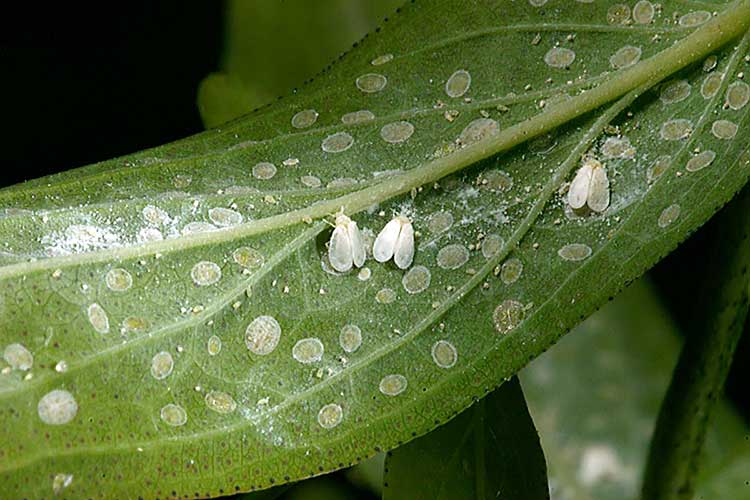 Mga Whiteflies