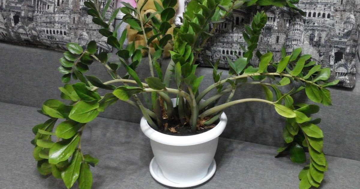 Zamioculcas