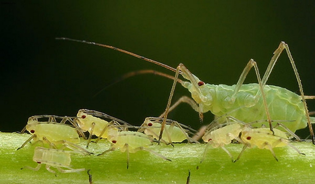 Aphids