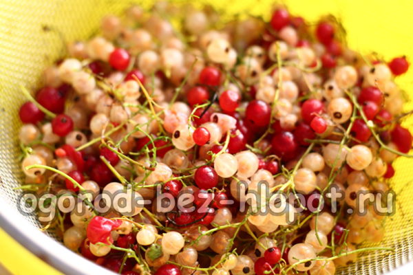 ihagis ang mga currant sa isang colander