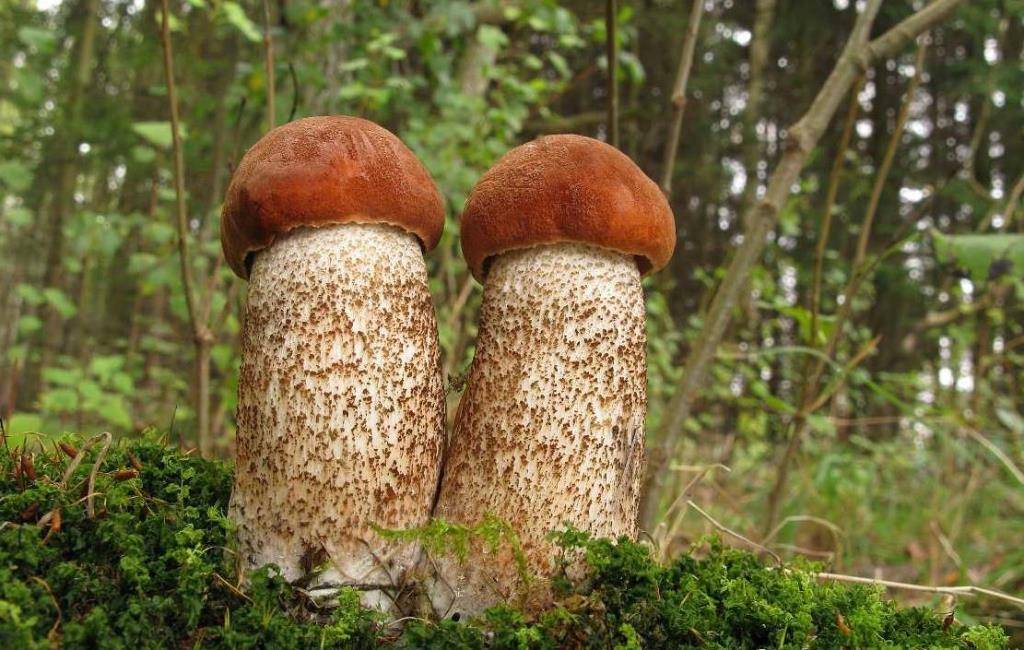 orange-cap boletus