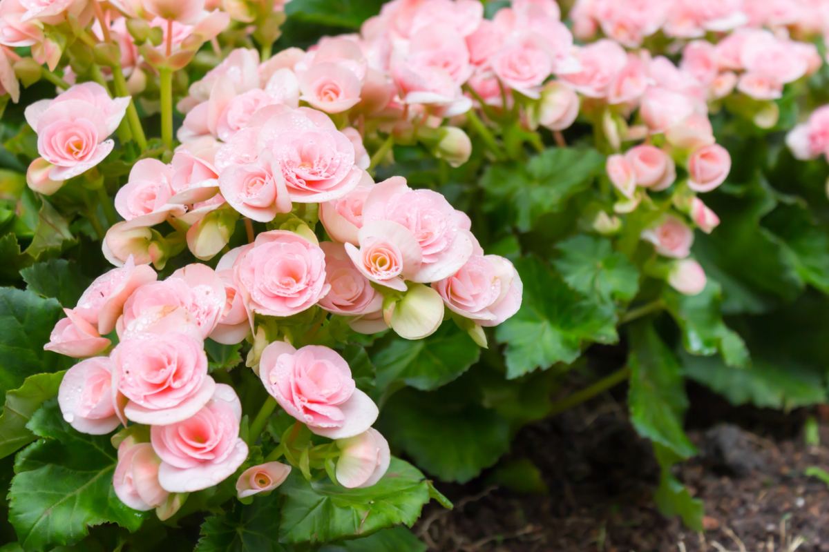 Knolachtige begonia