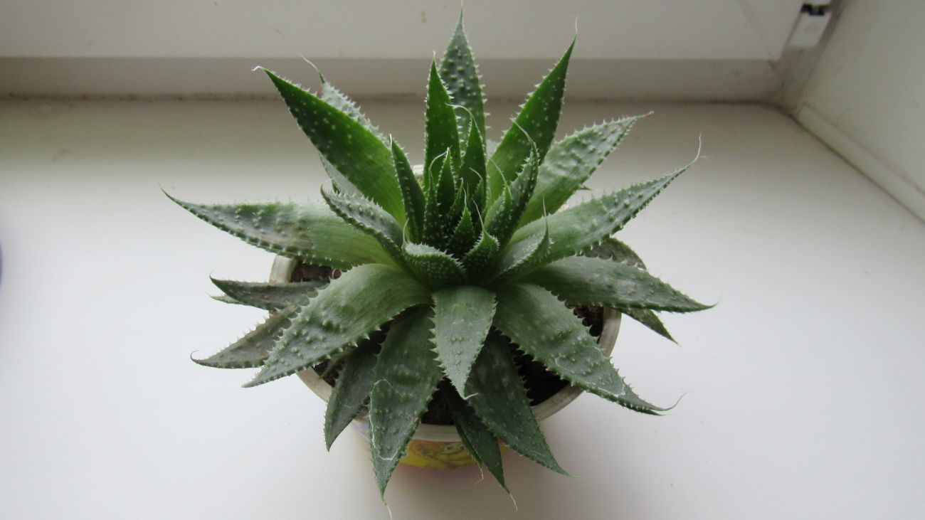 Aloe spinøs