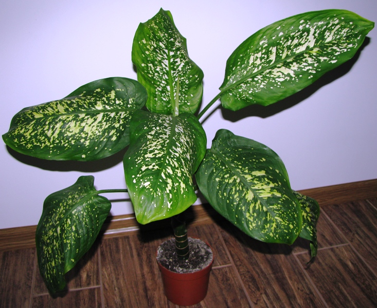 Dieffenbachia oppdaget