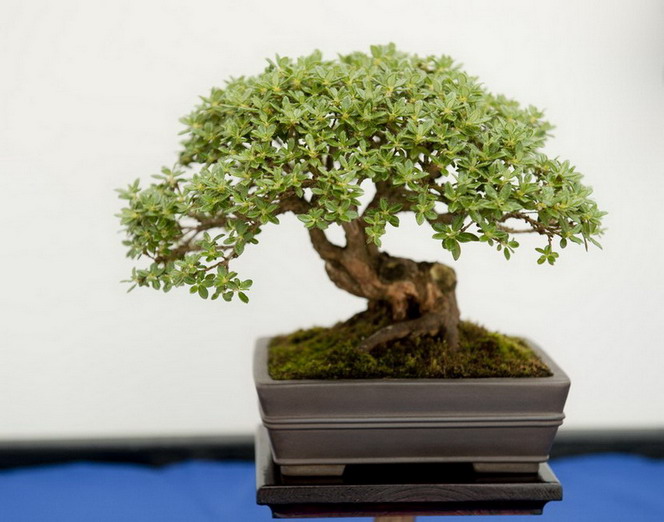 Ficus Bonsai