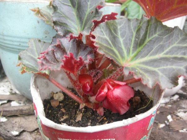 Begonia vallende bloemen