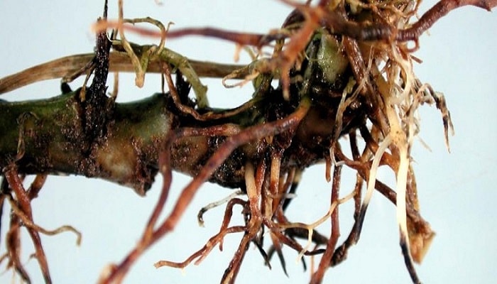 Root rot