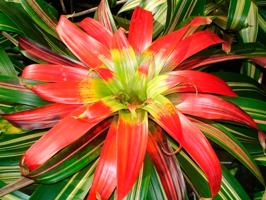 Guzmania bloed rood