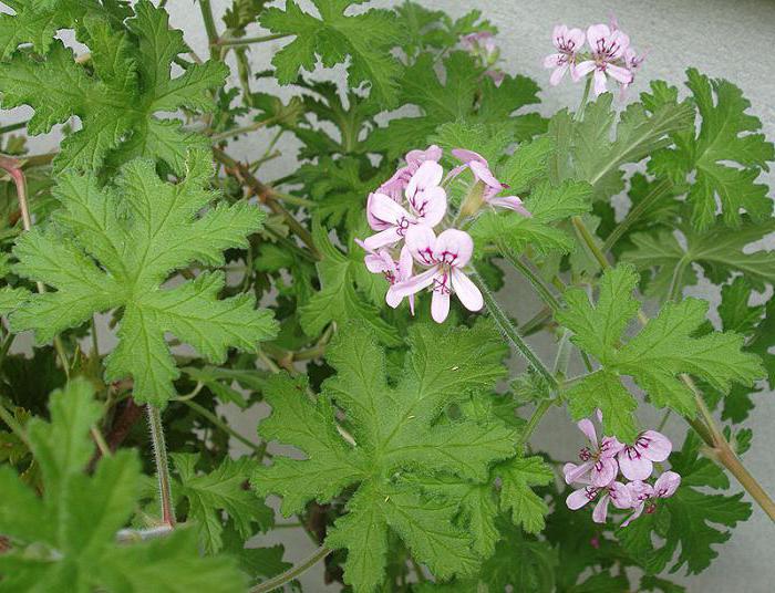 Geurige geranium