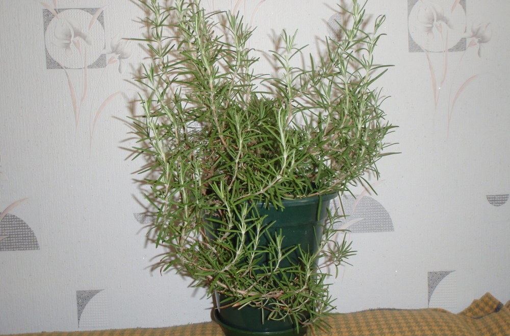 Pangangalaga sa Rosemary