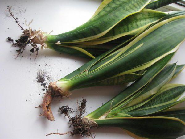 Sansevieria transplant