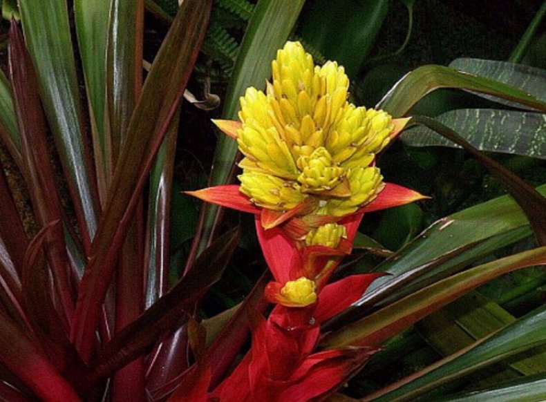 Guzmania Tsana