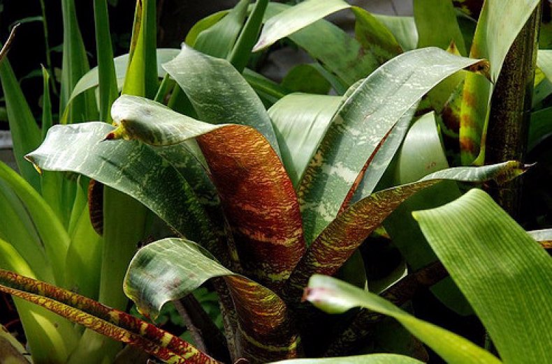 Mosaic ng Guzmania