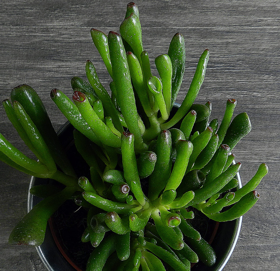 Crassula ovaal