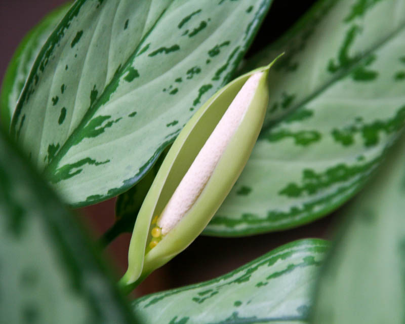 Aglaonema