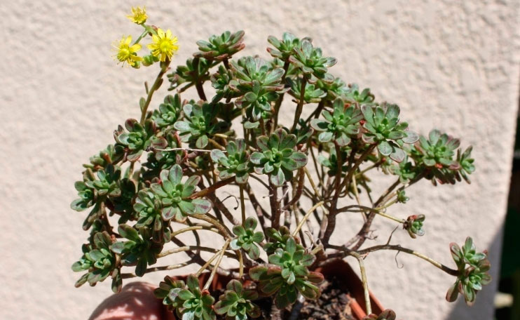 Pruning ng bulaklak