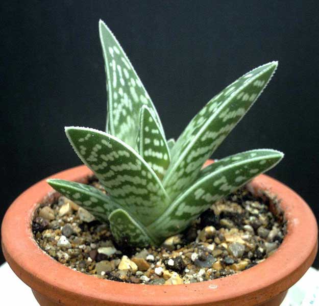 Aloe broket