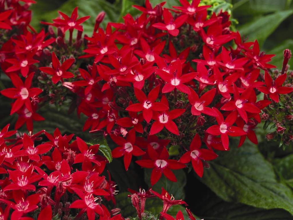 Pentas lanceolate