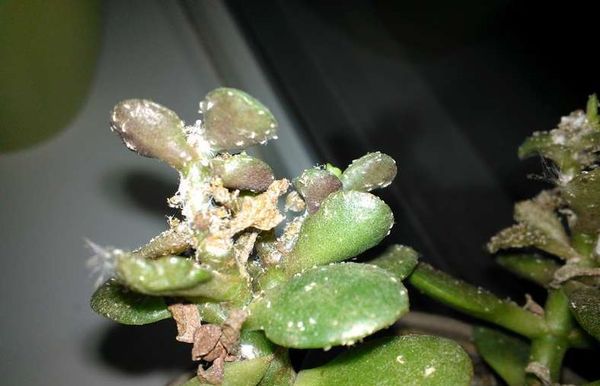 Mealybug