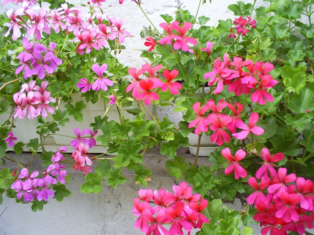 Pelargonium Pelargonium