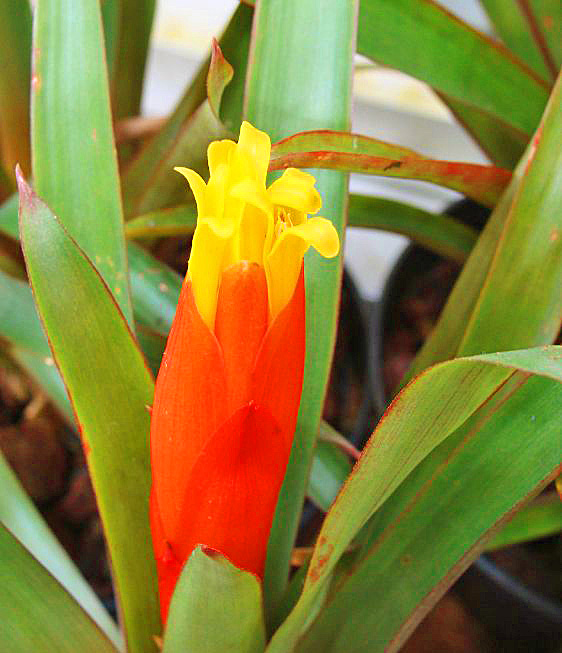 Guzmania Nicaraguaans