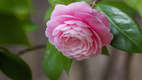 Japanese camellia