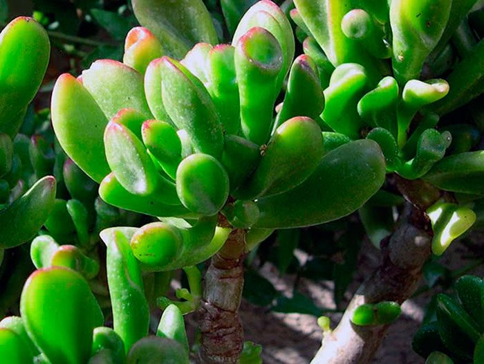 Crassula Purslane