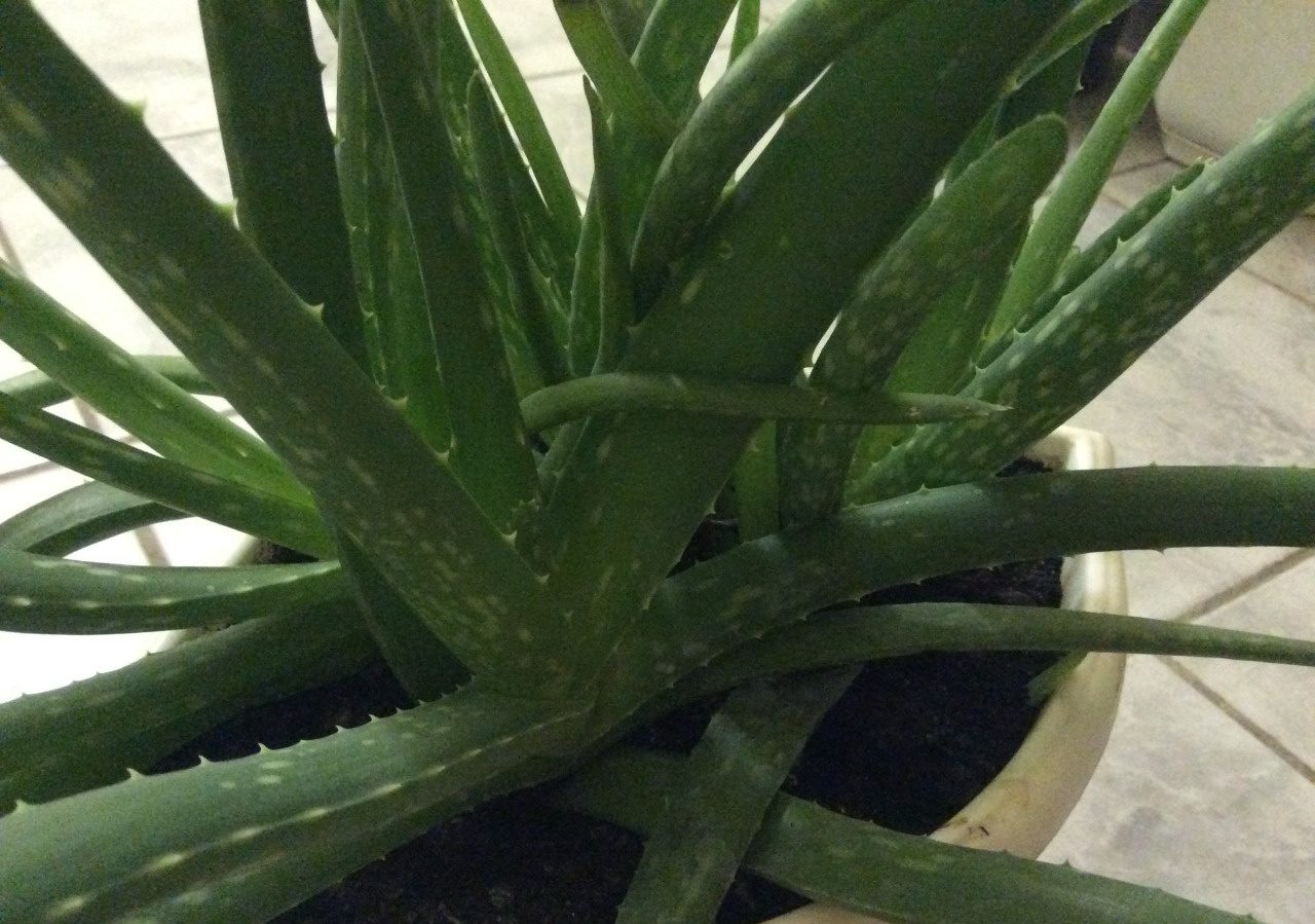 Aloe Barbados