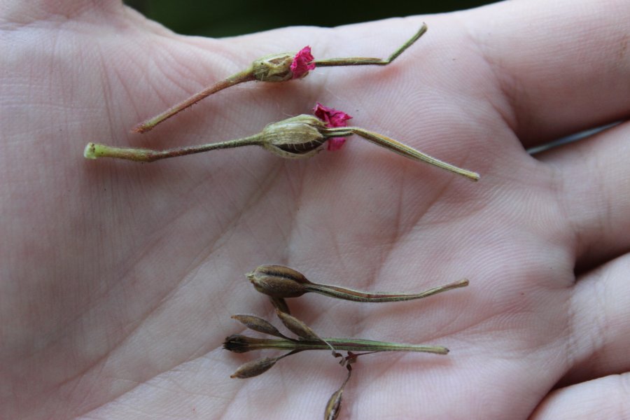 Geranium zaden