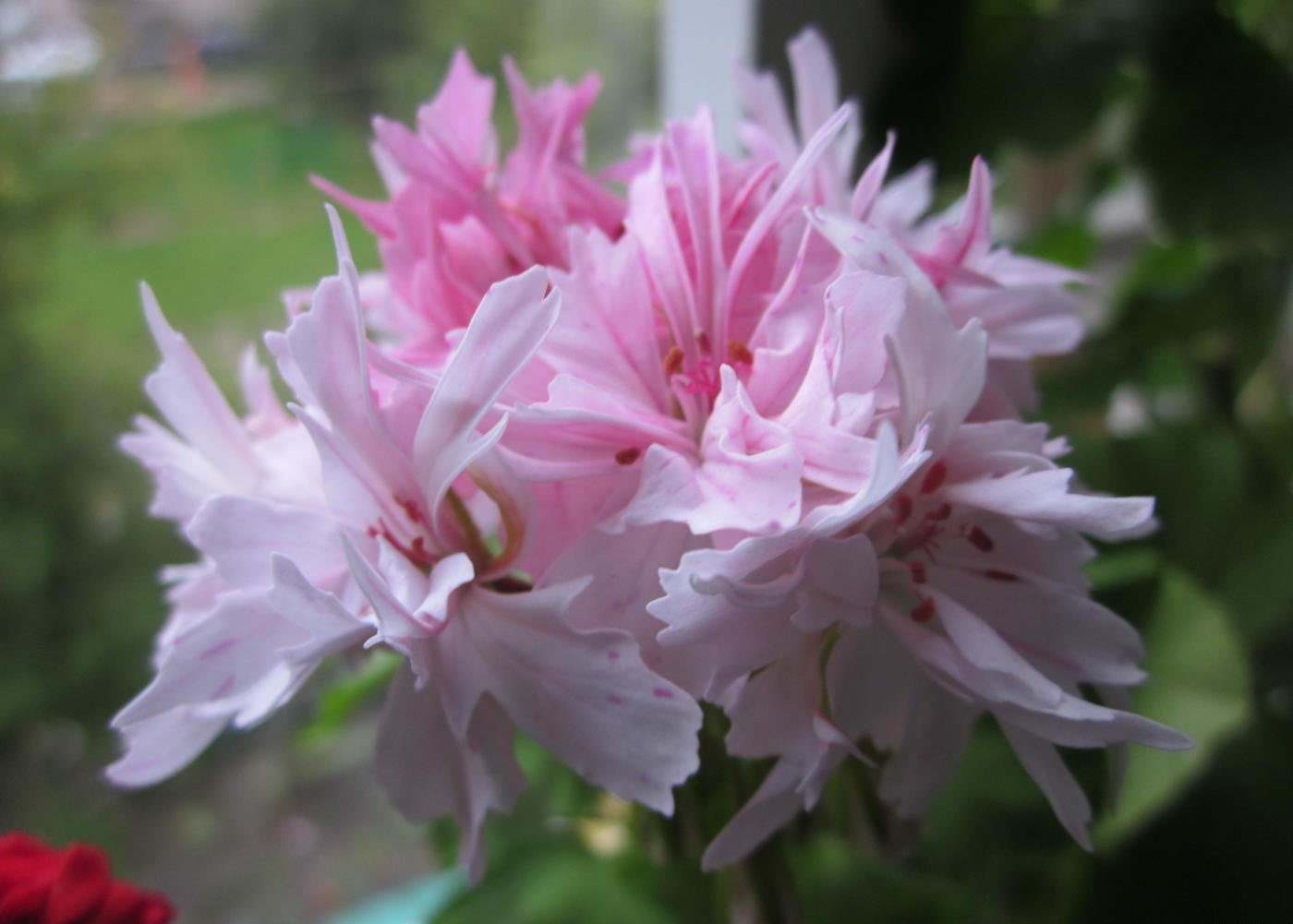 Star geranium