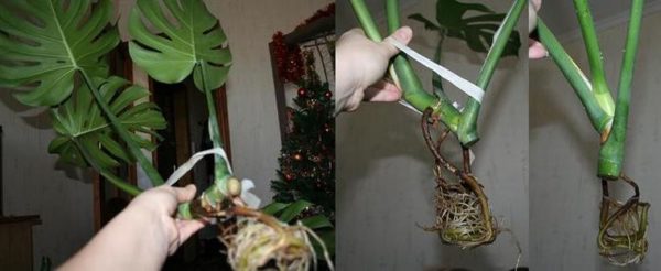 Ang pagpaparami at paglipat ng monstera