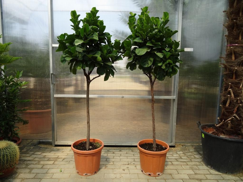 Ficus Lyriform