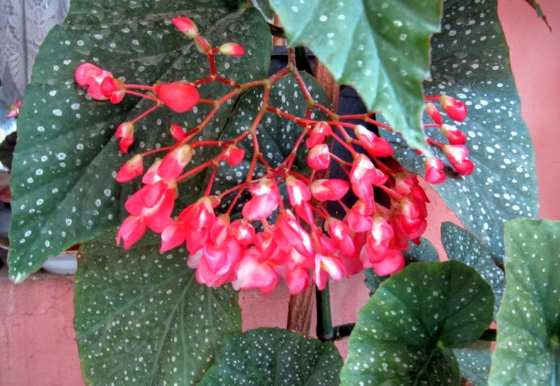 Coral begonia