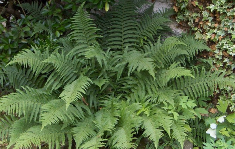 Dryopteris