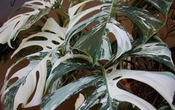 Monstera Borzig