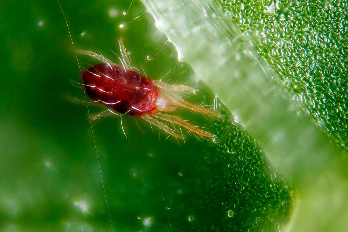 Spider mite