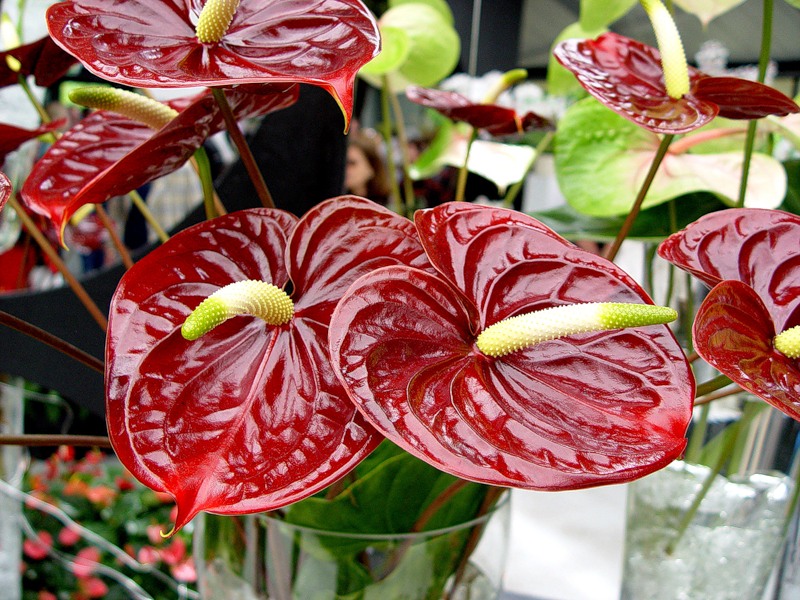 Anthurium