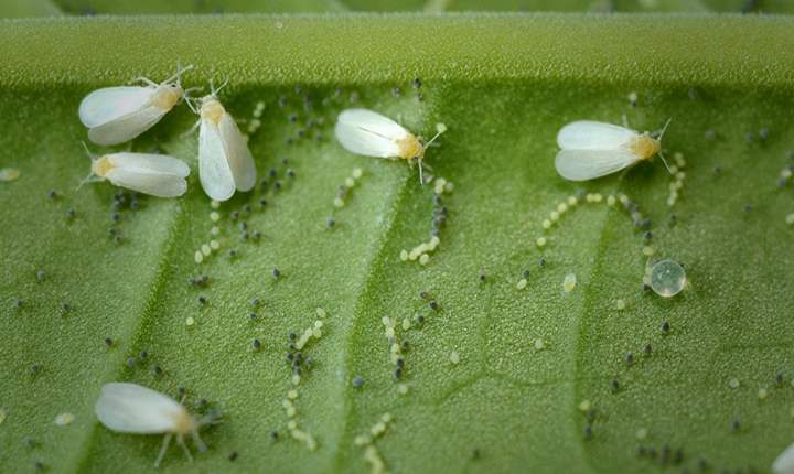 Whitefly