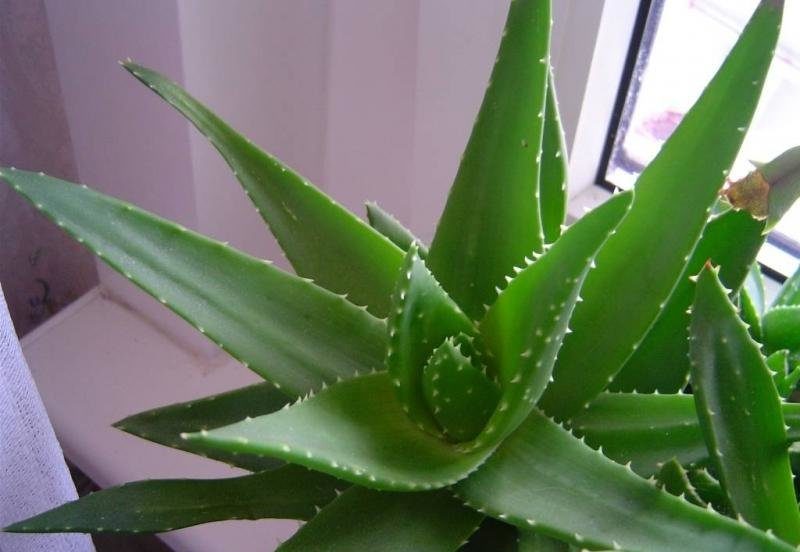 Aloe vera