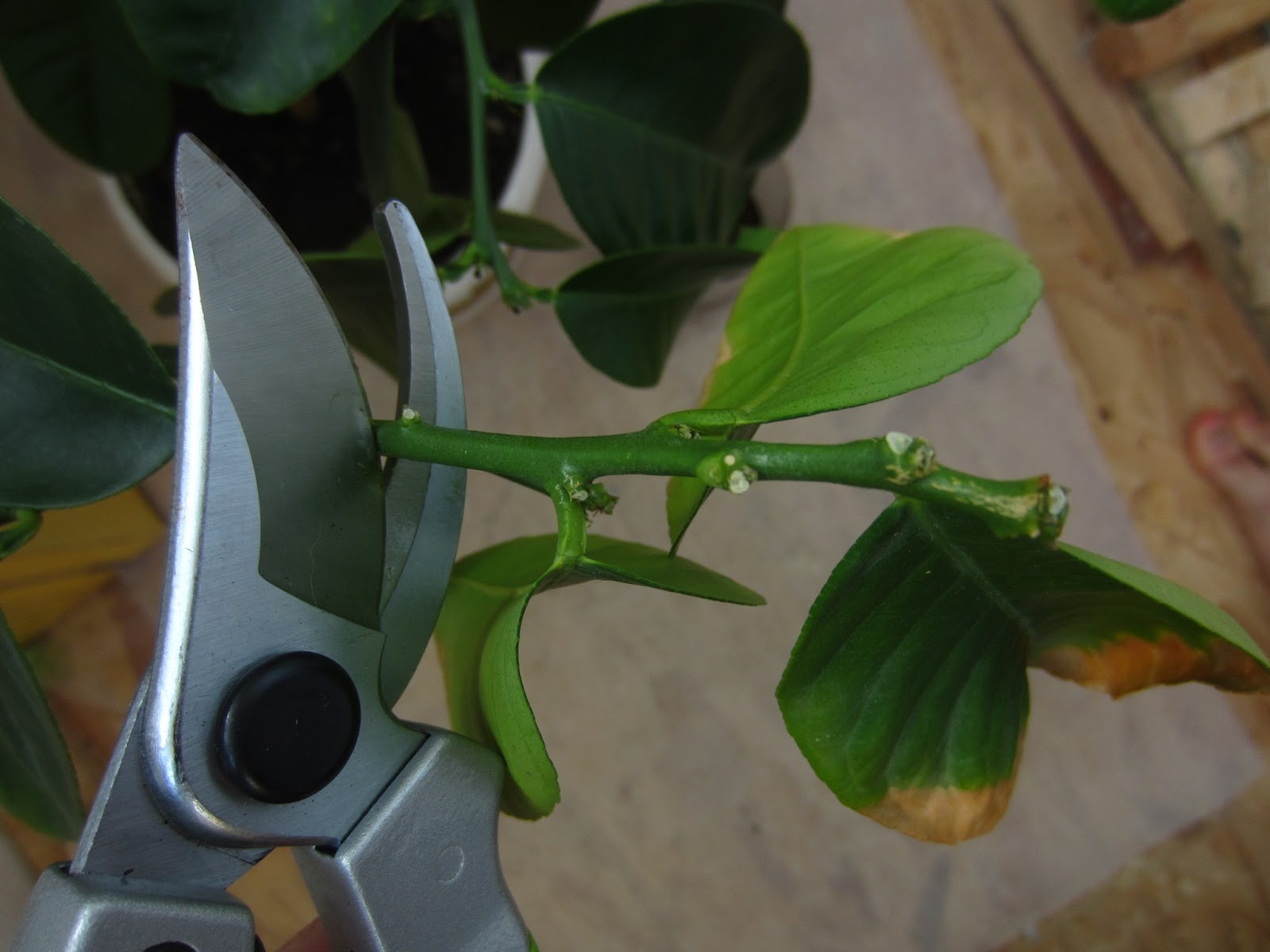 Pruning sa lemon