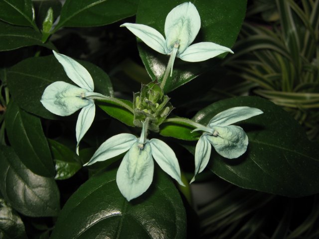 Crossandra Green Ice