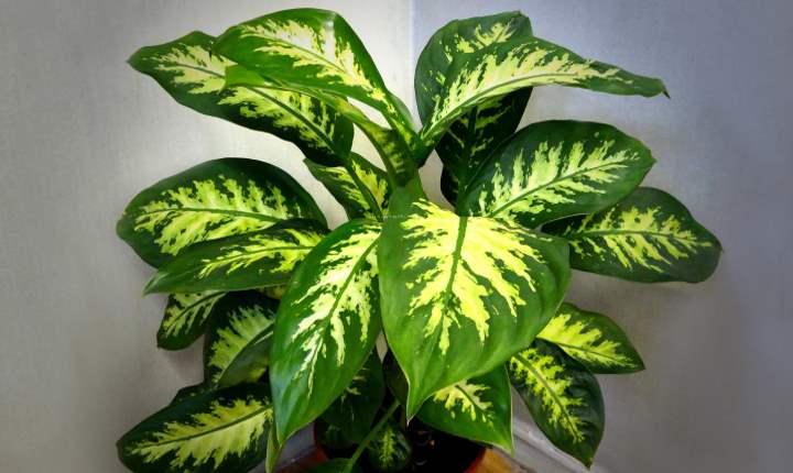 dieffenbachia