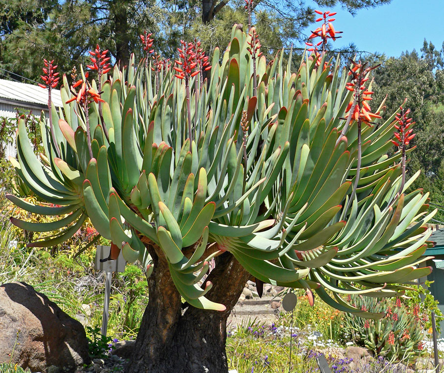 Folded aloe