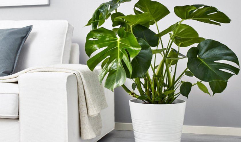 Monstera