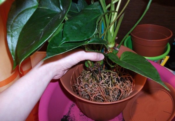 Anthurium transplantatie