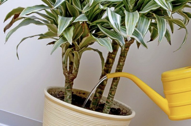 Water geven Dracaena