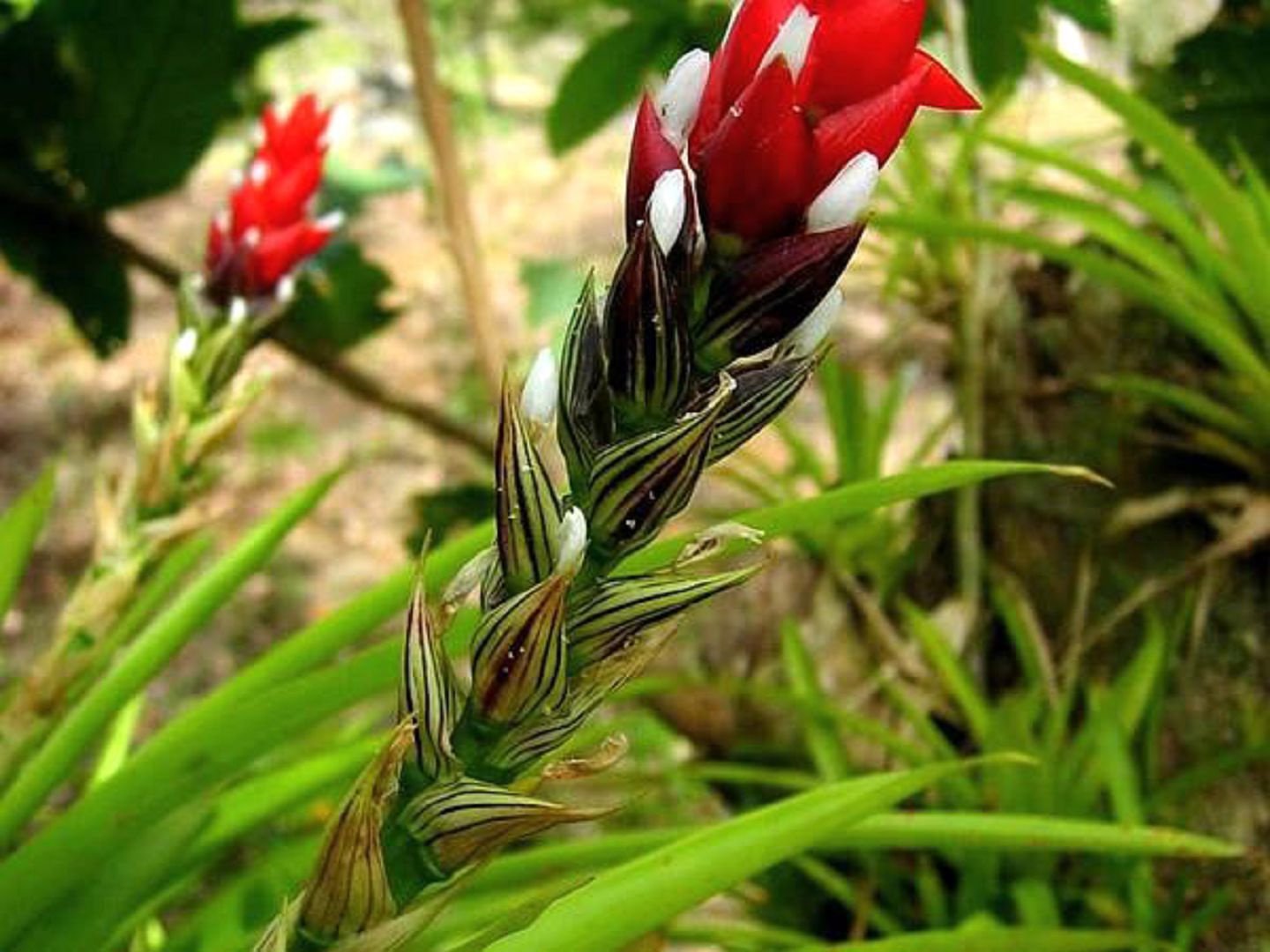 Guzmania one-banded