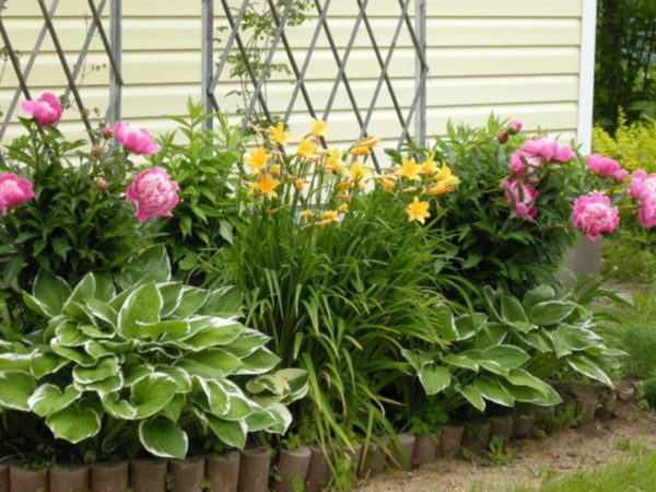 Vakre blomsterbed fra stauder