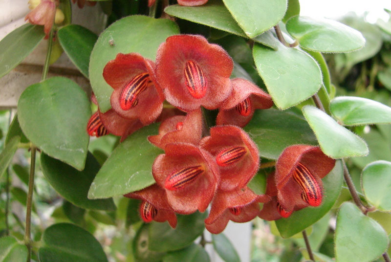 Eschinanthus tricolor