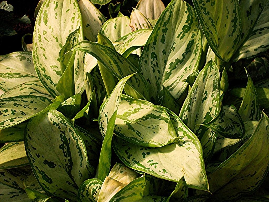 Aglaonema